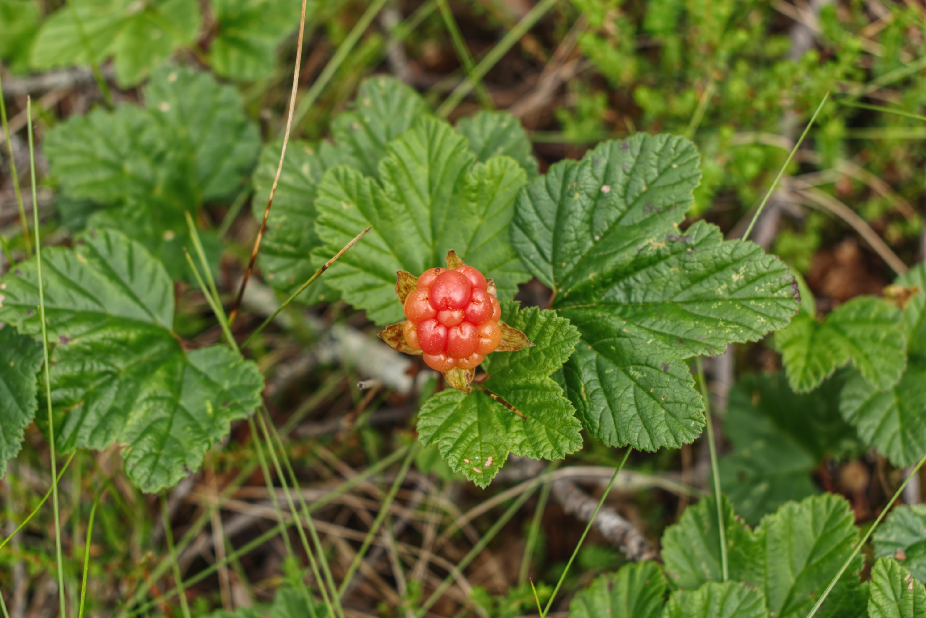 Фотография Александра Лазутина Фотография Александра Лазутина