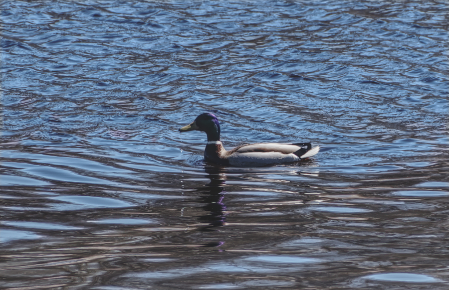Фотография Александра Лазутина Фотография Александра Лазутина