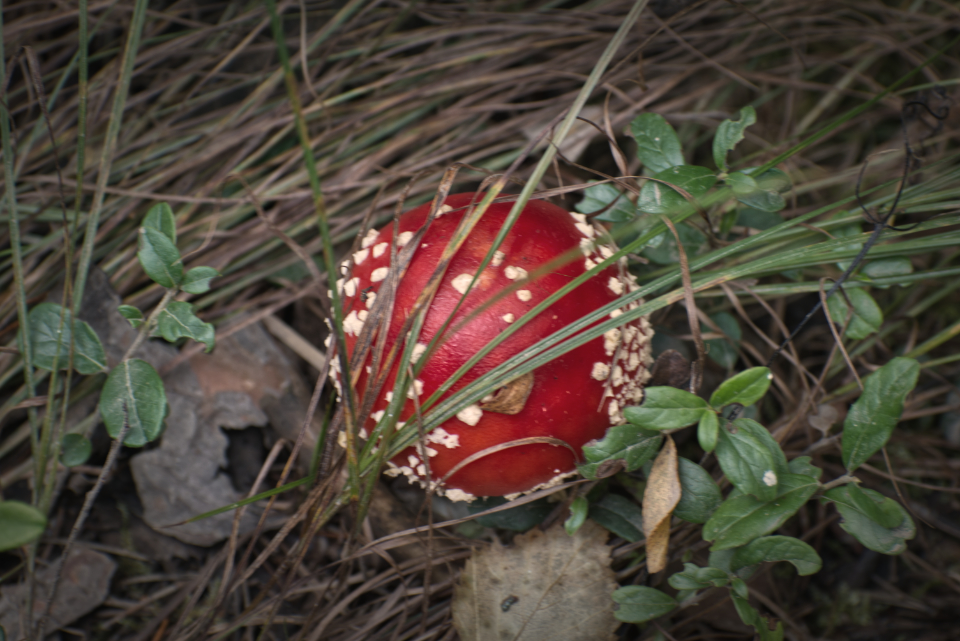 Фотография Александра Лазутина Фотография Александра Лазутина