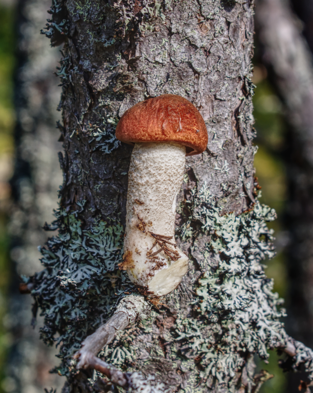 Фотография Александра Лазутина Фотография Александра Лазутина