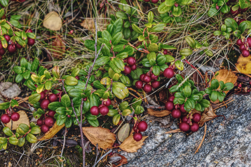 Фотография Александра Лазутина Фотография Александра Лазутина