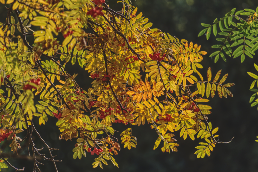 Фотография Александра Лазутина Фотография Александра Лазутина