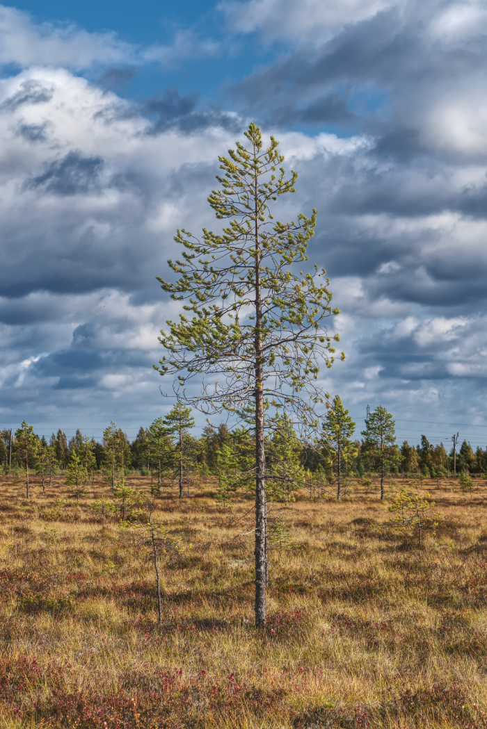 Фотография Александра Лазутина Фотография Александра Лазутина