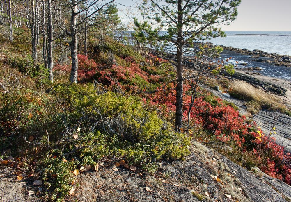Фотография Александра Лазутина Фотография Александра Лазутина