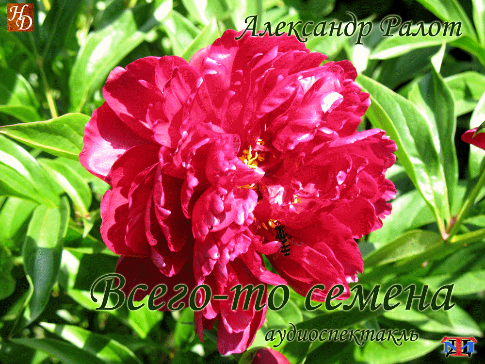 «Всего-то семена» Александр Ралот аудиоспектакль «Всего-то семена» Александр Ралот аудиоспектакль