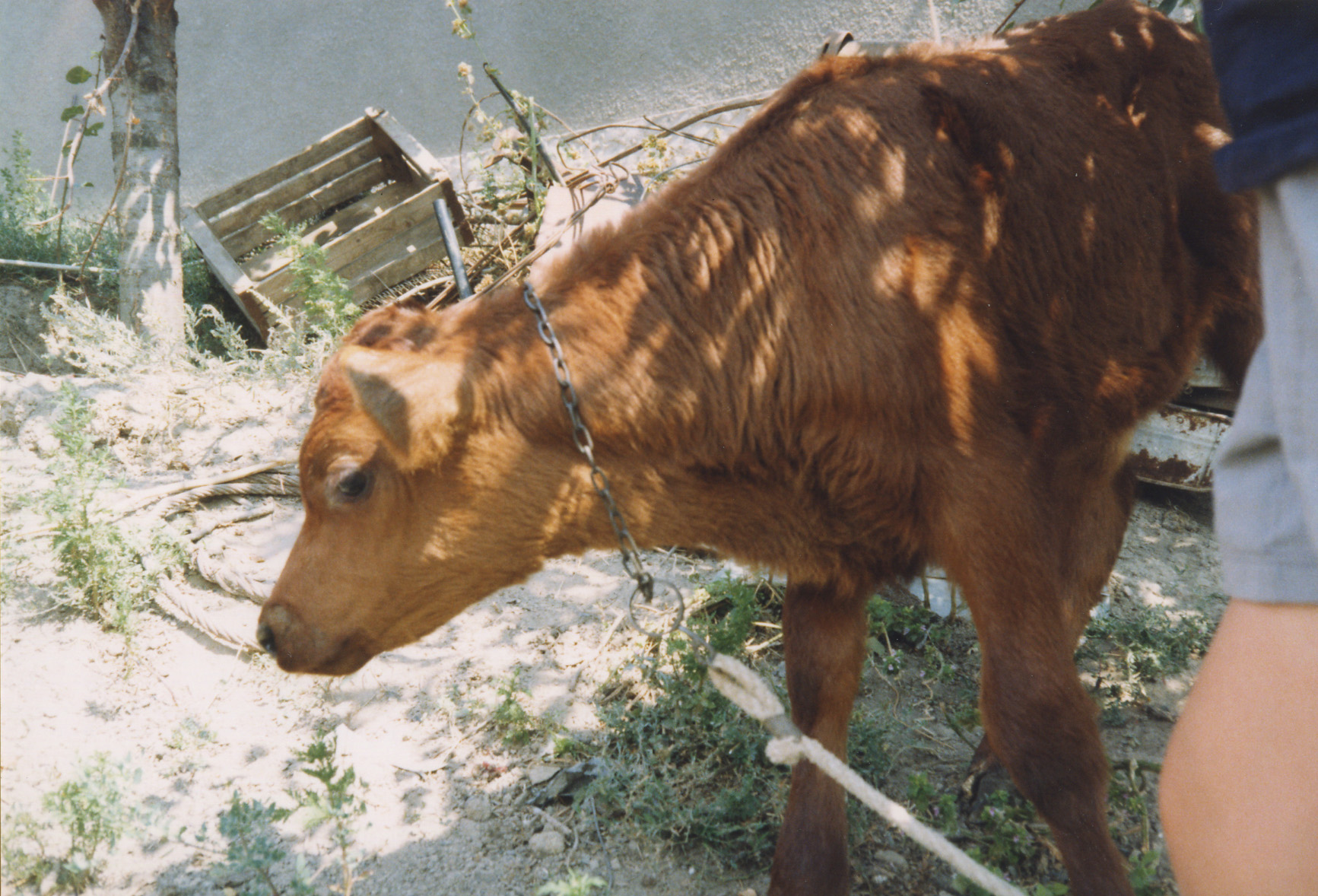 «Белгород-Днестровский» Денис Семенов (Учин) «Белгород-Днестровский» Денис Семенов (Учин)
