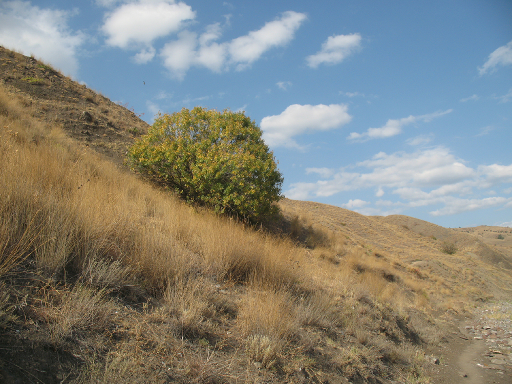 «Сентябрьский берег» Денис Семенов (Учин) «Сентябрьский берег» Денис Семенов (Учин)