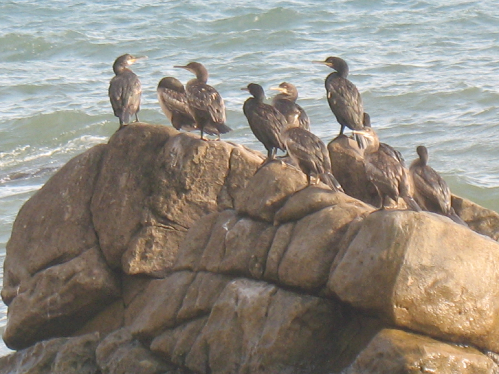 «Сентябрьский берег» Денис Семенов (Учин) «Сентябрьский берег» Денис Семенов (Учин)