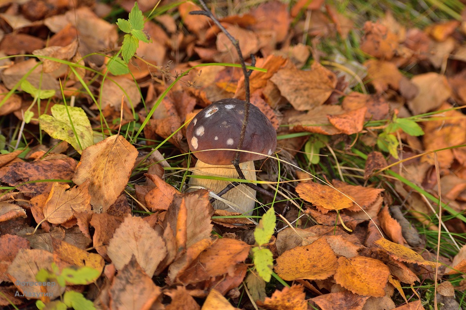 Фотография Александра Лазутина Фотография Александра Лазутина