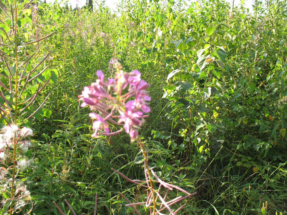 «Июль» Денис Семенов (Учин) «Июль» Денис Семенов (Учин)