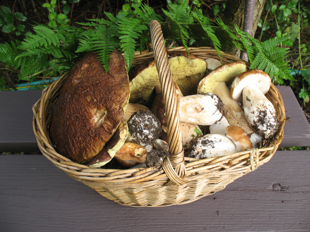 «По грибы» Денис Семенов (Учин) «По грибы» Денис Семенов (Учин)