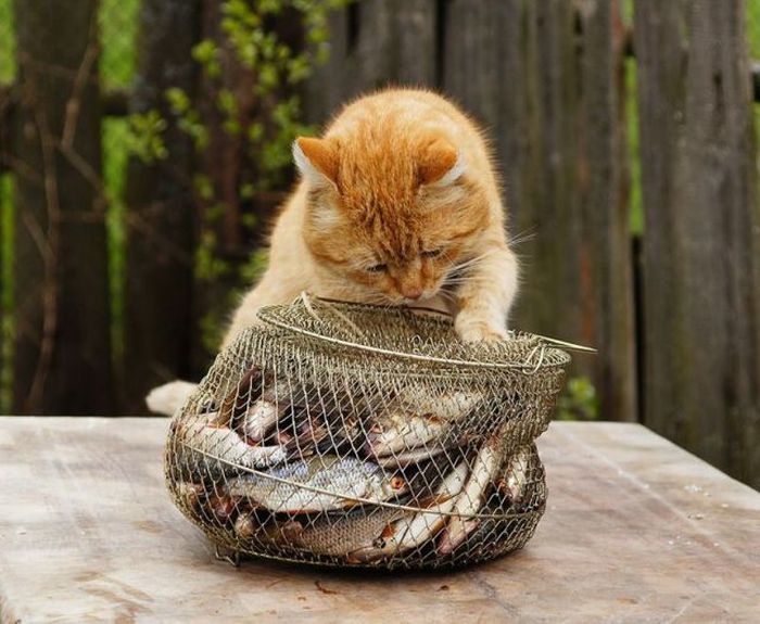 «Не такой» Александр Ралот «Не такой» Александр Ралот