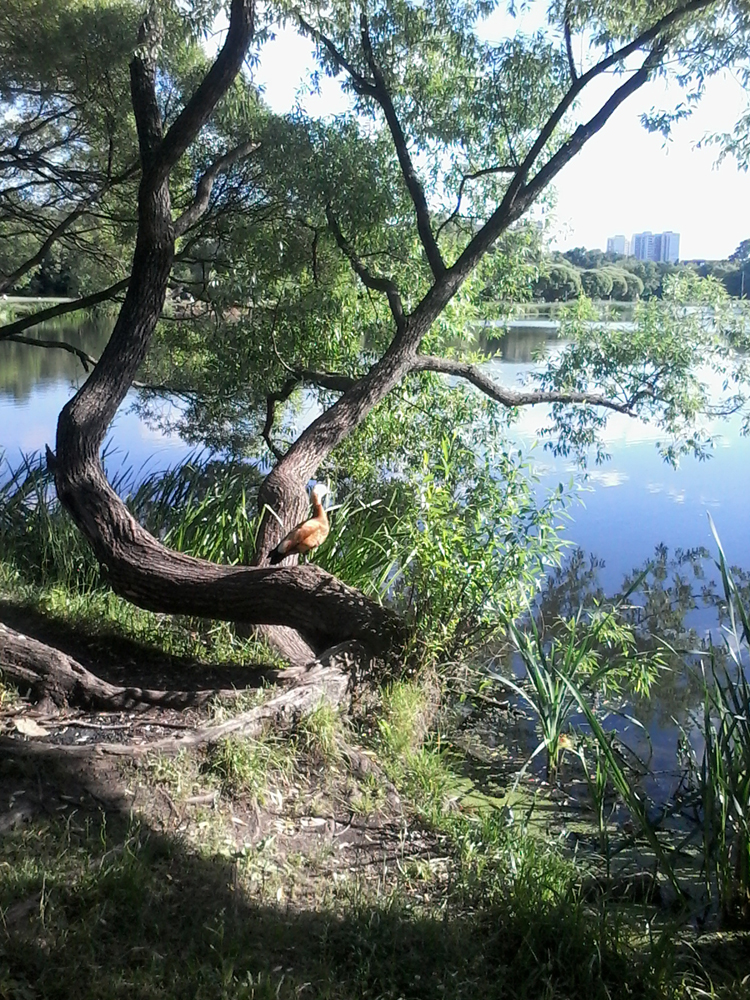Москва, Покровское-Стрешнево. Фото Сергея Филиппова Москва, Покровское-Стрешнево. Фото Сергея Филиппова